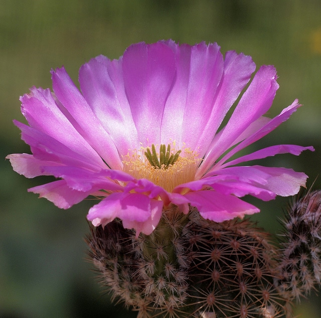 Echinocereus pamanesiorum (Echinocereus pamanesiorum)