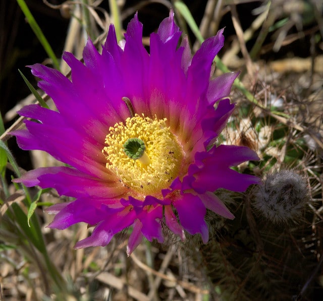Echinocereus reichenbachii