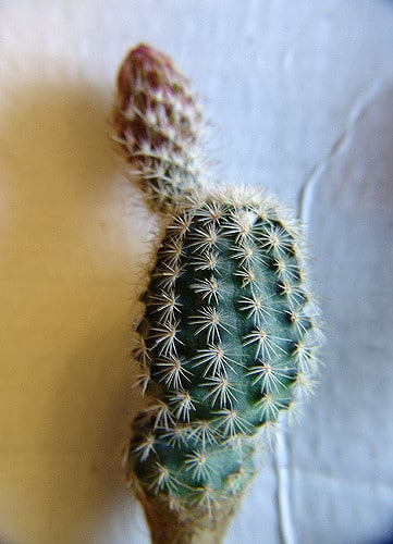 Echinocereus reichenbachii