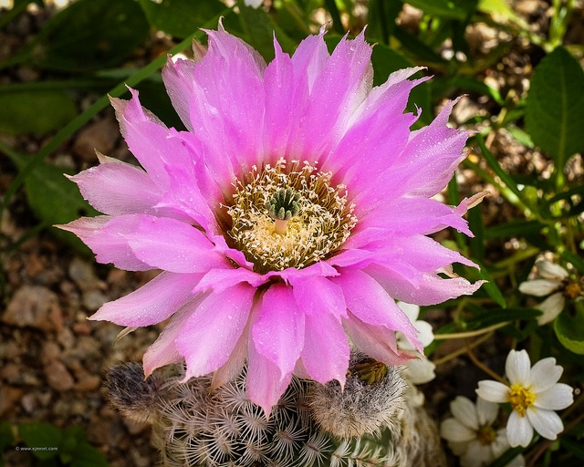 Echinocereus reichenbachii