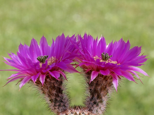Echinocereus reichenbachii