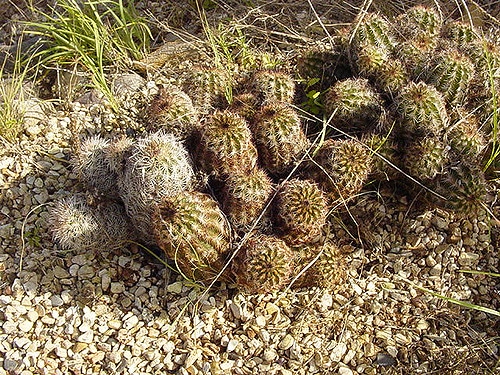 Echinocereus reichenbachii