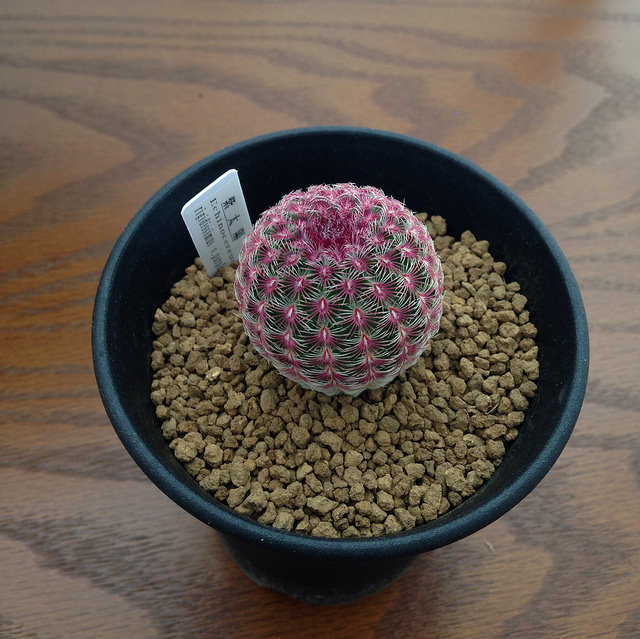 Echinocereus rigidissimus