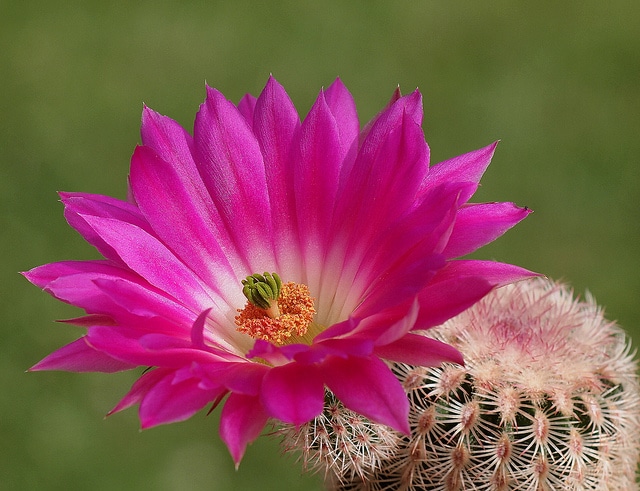 Echinocereus rigidissimus (Echinocereus rigidissimus)