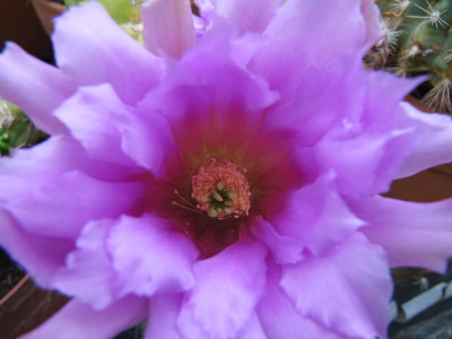 Echinocereus scheeri