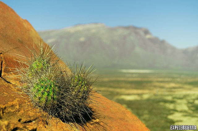 Echinocereus stramineus