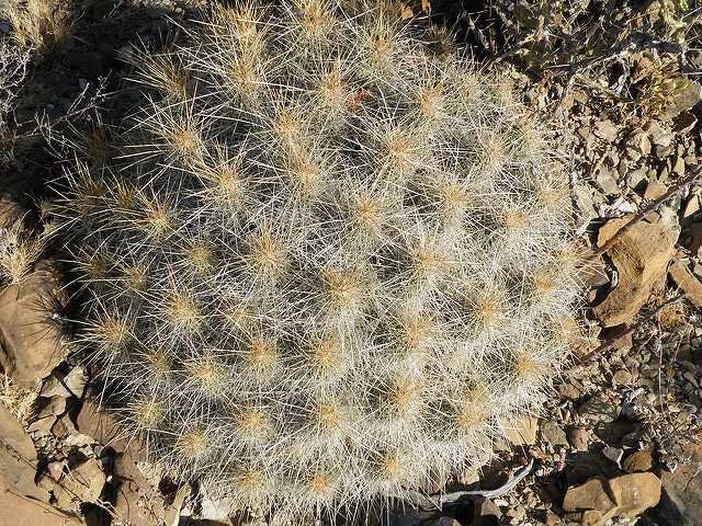 Echinocereus stramineus