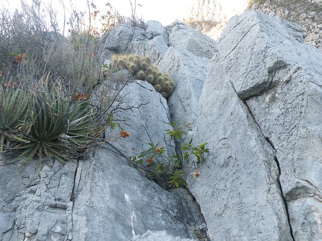 Echinocereus stramineus