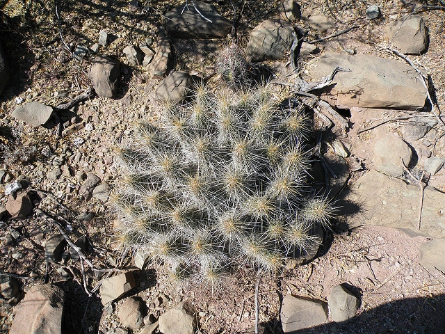 Echinocereus stramineus