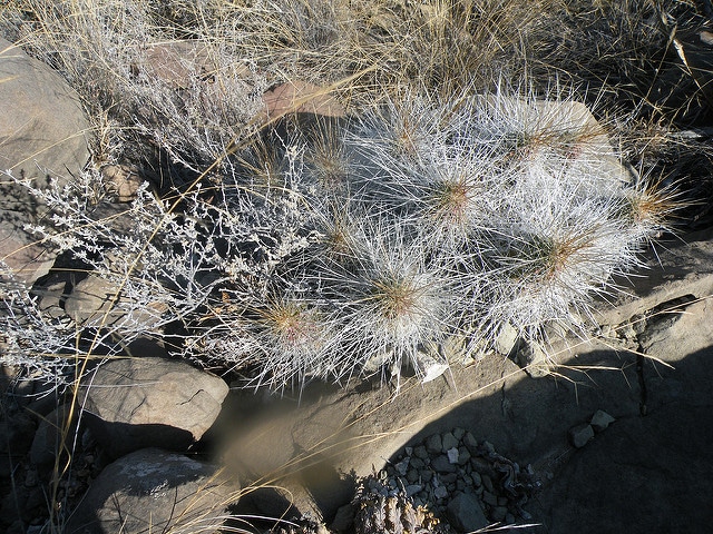 Echinocereus stramineus