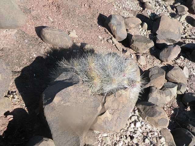 Echinocereus stramineus