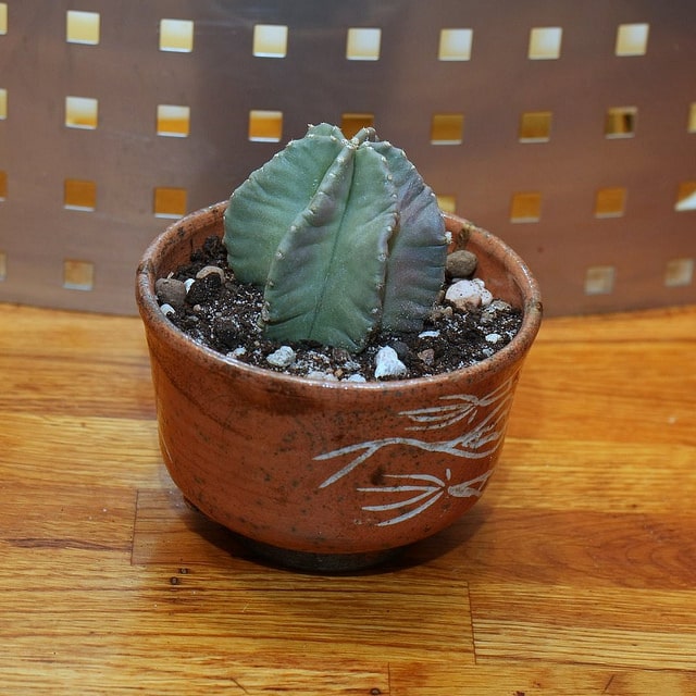 Echinocereus subinermis