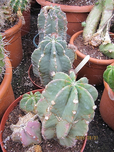 Echinocereus subinermis
