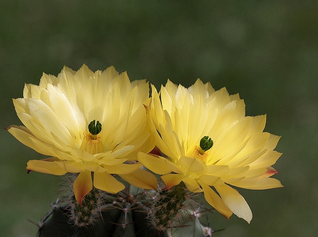 Echinocereus subinermis