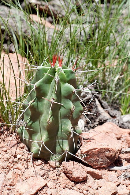 Echinocereus triglochidiatus