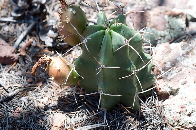 Echinocereus triglochidiatus