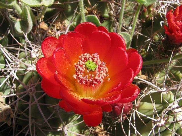 Echinocereus triglochidiatus