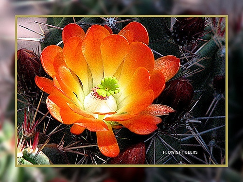 Echinocereus triglochidiatus