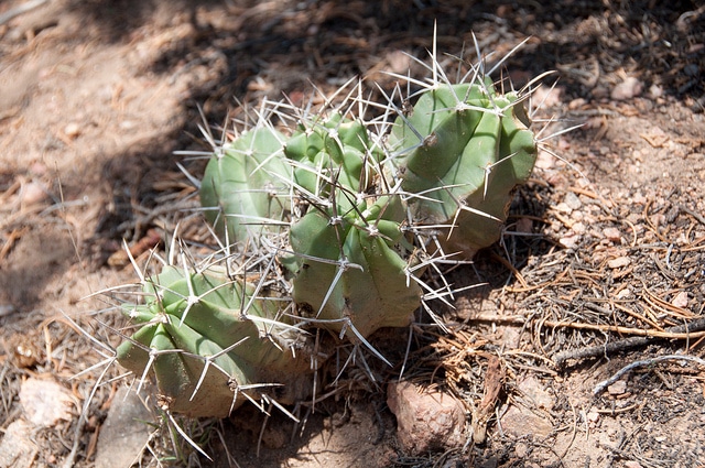 Echinocereus triglochidiatus