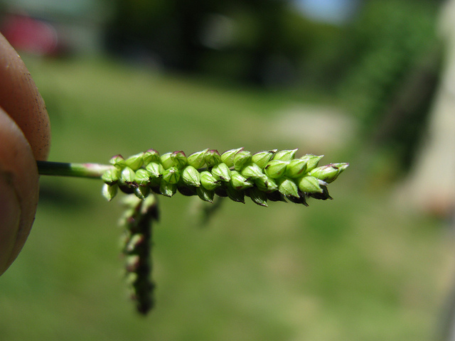 Blé du dekkan (Echinochloa colona)