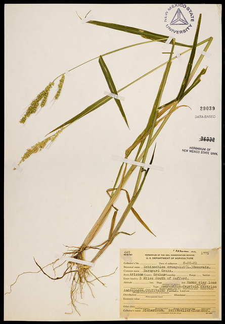 Panic des marais (Echinochloa crus-galli)