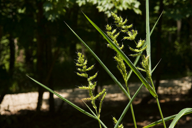 Échinochloé muriqué (Echinochloa muricata)