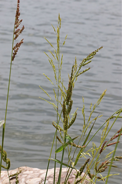 Échinochloé faux riz (Echinochloa oryzoides)