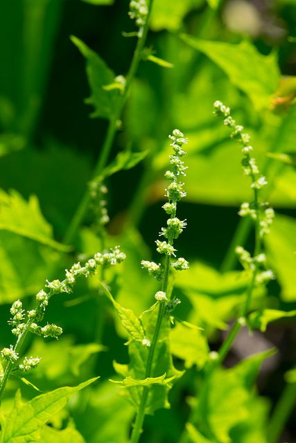Concombre grimpant (Echinocystis lobata)