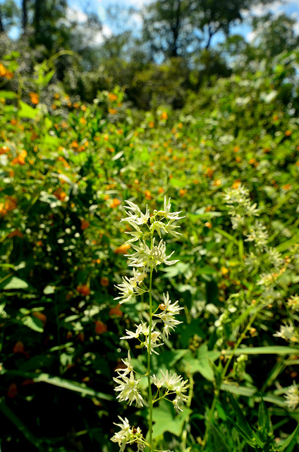 Concombre grimpant