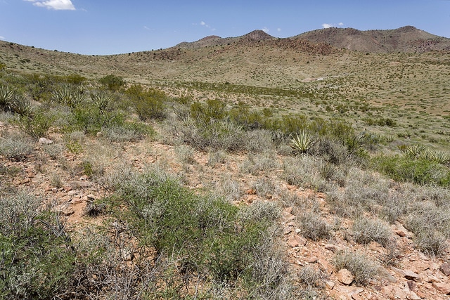 Echinocactus intertextus
