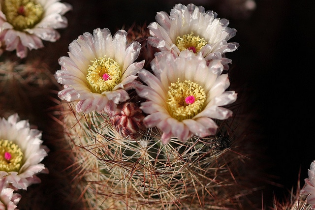 Echinocactus intertextus (Echinomastus intertextus)