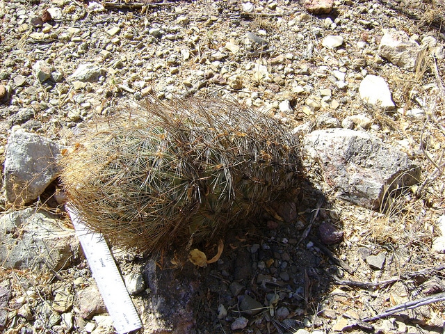 Echinomastus unguispinus