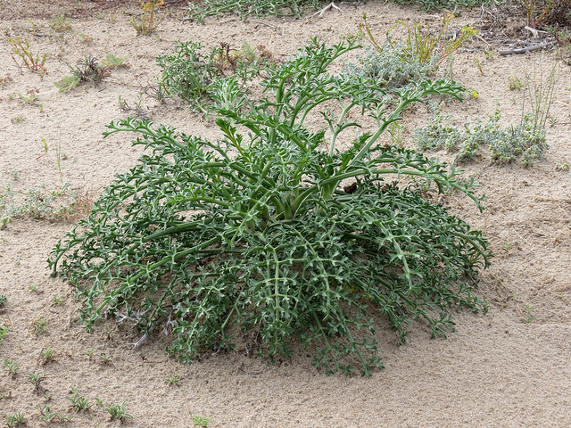 Panais épineux (Echinophora spinosa)