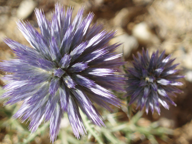 Azurite