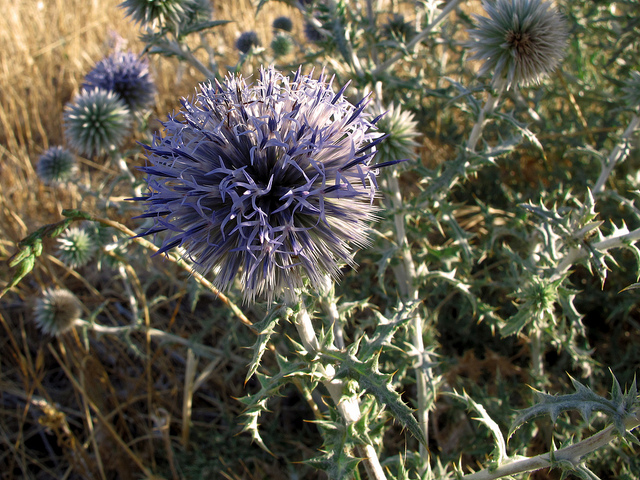 Azurite (Echinops ritro)