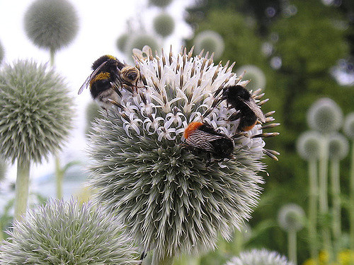 Oursin à têtes rondes