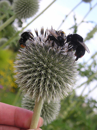 Oursin à têtes rondes