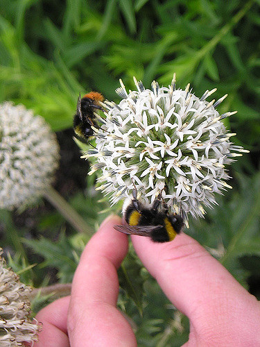 Oursin à têtes rondes