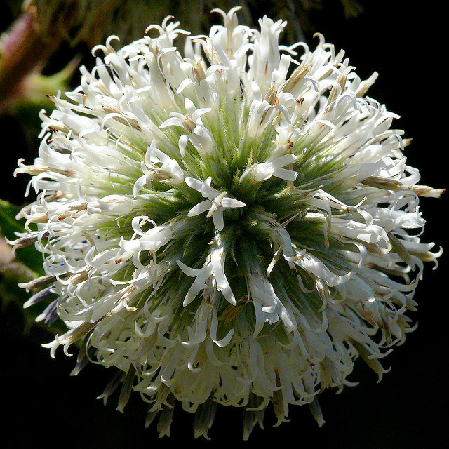 Oursin à têtes rondes