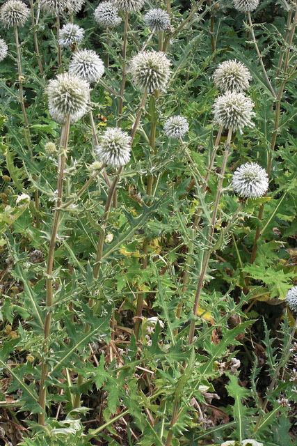 Oursin à têtes rondes