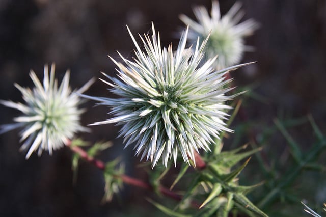 Echinops spinosissimus (Echinops spinosissimus)
