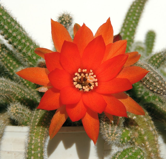 Cactus cornichon