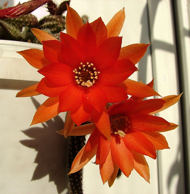 Cactus cornichon