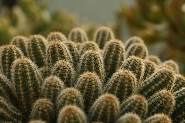Cactus cornichon