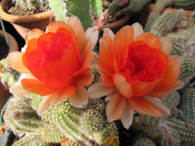 Cactus cornichon