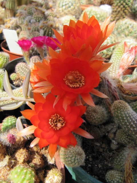 Cactus cornichon
