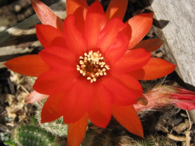 Cactus cornichon (Echinopsis chamaecereus)