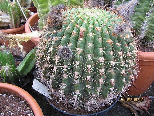 Echinopsis mamillosa (Echinopsis mamillosa)