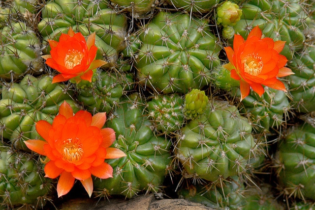Cactus oursin (Echinopsis obrepanda)