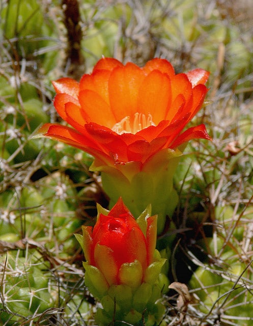 Cactus oursin